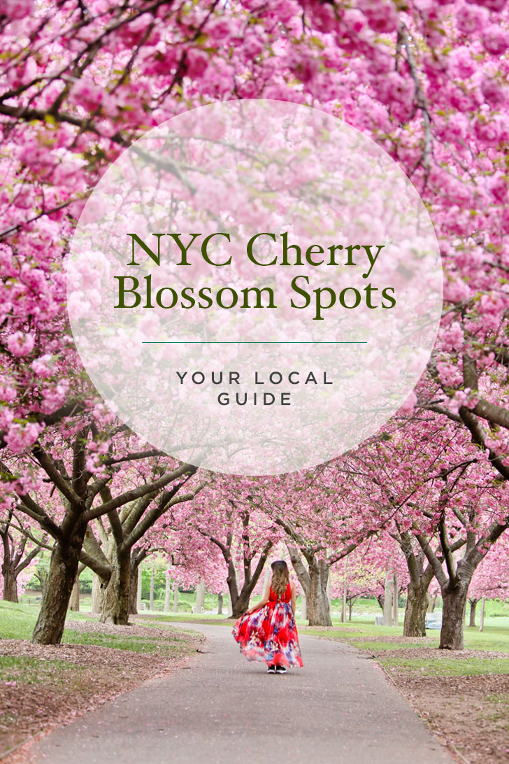 Where to See Cherry Blossoms in NYC // Local Adventurer #nyc #newyork