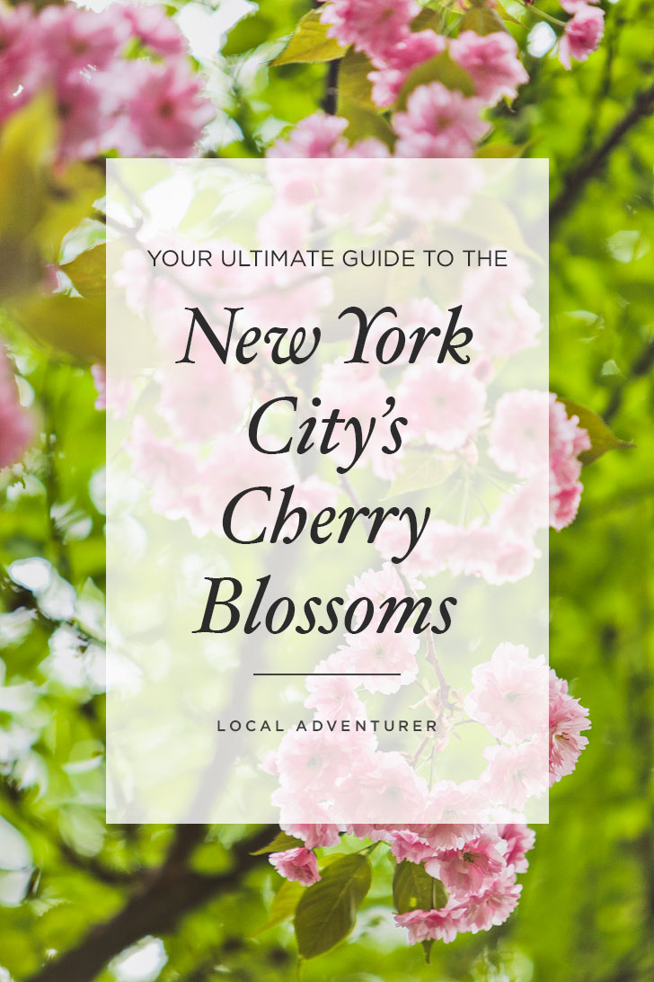 Your Ultimate Guide to New York City's Cherry Blossoms and Cherry Blossom Festivals // Local Adventurer #cherryblossom #nyc