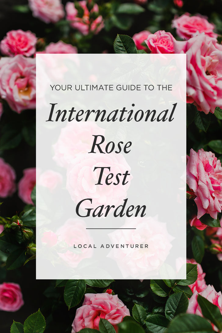 Visiting Portland Oregon? You’ll want to visit this Portland rose garden. There are 8,000 rose plants and roughly 550 different varieties. Click through to see more photos and tips // Local Adventurer #pnw #rose #portland