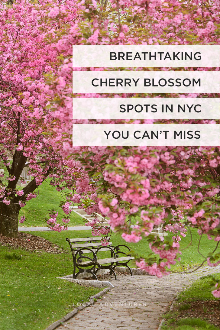 Breathtaking Cherry Blossom Spots in New York You Can't Miss // Local Adventurer #nyc #newyorkcity