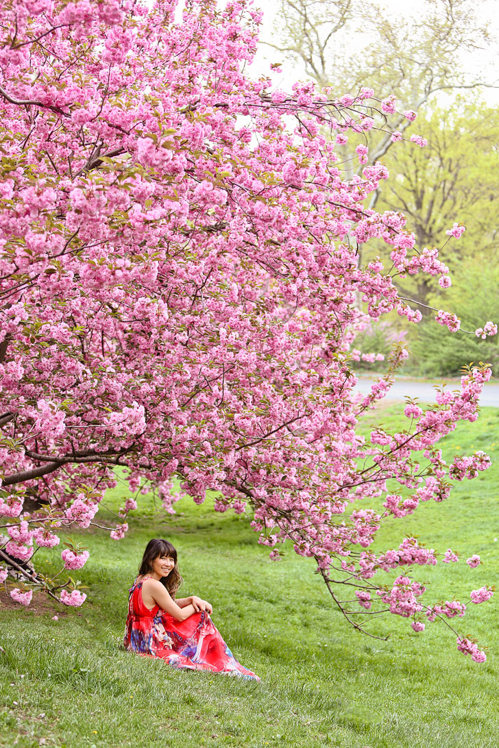 Central Park Cherry Blossoms along Bridle Path // Local Adventurer #nyc #centralpark