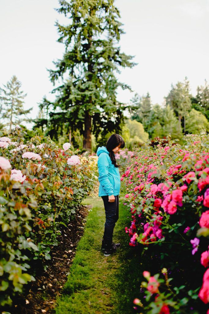 Your Essential Guide to the Portland Rose Test Garden - Portland Oregon has the ideal climate for growing roses outdoors. Click through to read more about the best spot to see roses in PDX // Local Adventurer #portland #oregon #pdx