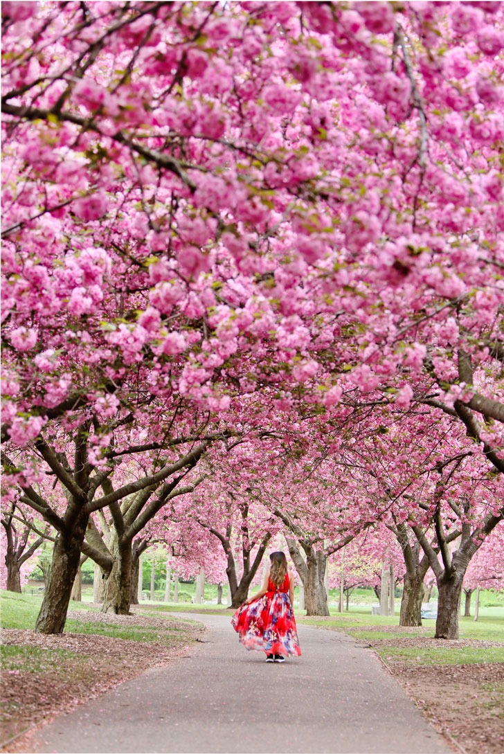 Brooklyn Botanical Garden Cherry Blossom Festival + Best Spots to See Cherry Blossoms in New York // Local Adventurer #brooklyn #newyork