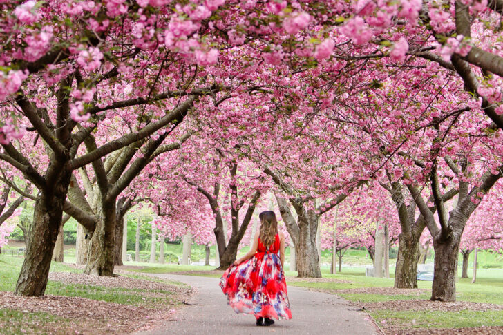 Cherry Blossom Festival NYC + Best Places to Spot Cherry Blossoms in New York // Local Adventurer #seeyourcity #nycgo #nyc #iloveny #newyork #newyorkcity #visittheusa #spring #cherryblossom
