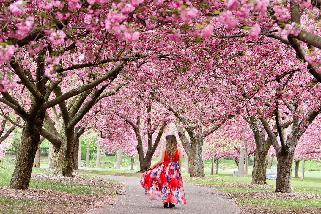 About the Kwanzan / Kanzan Cherry Blossoms Near the Tidal Basin