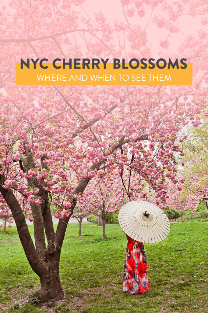 Your Essential Guide to Cherry Blossoms in NY - Where and When to Find Them // Local Adventurer #cherryblossom #nyc #newyork