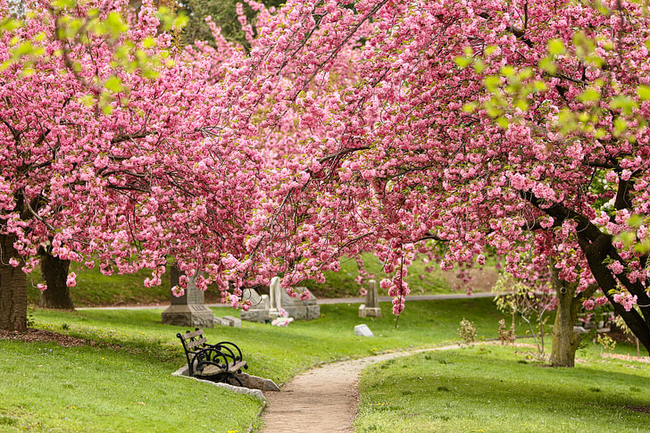 Best Places to See Cherry Blossoms in NYC