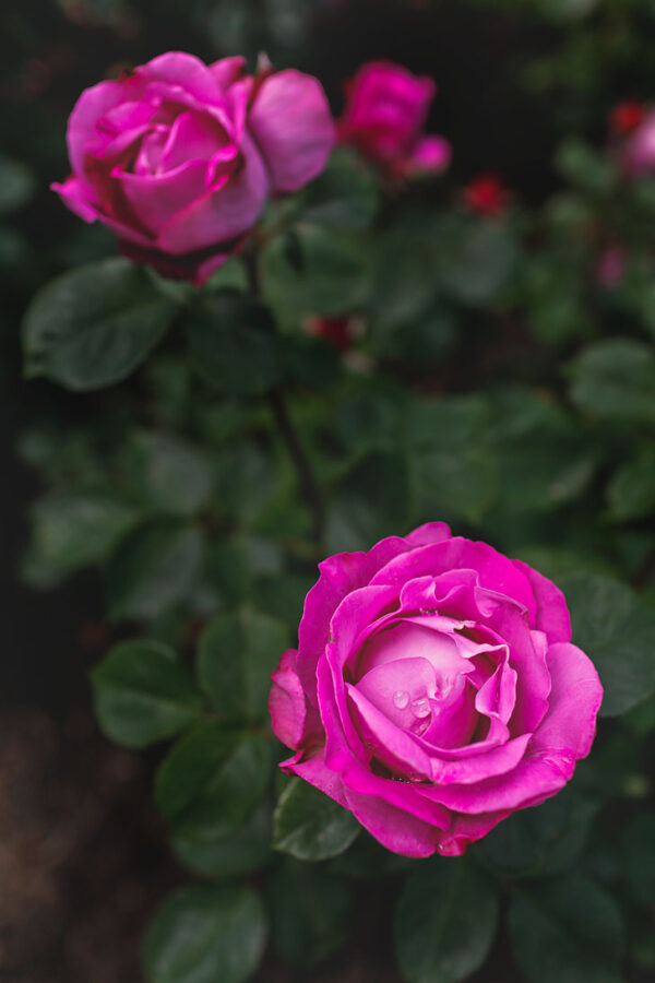 International Rose Test Garden in the City of Roses