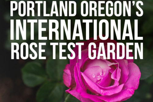 International Rose Test Garden in the City of Roses – Portland Oregon