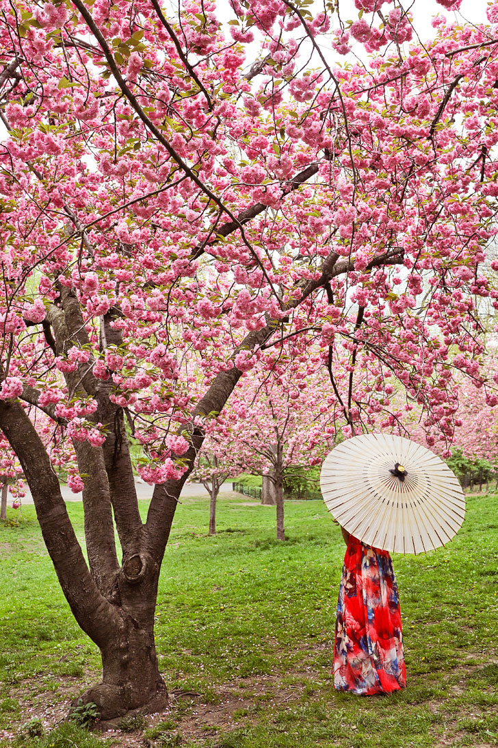 New York Cherry Blossom Central Park || Best Places to Spot Cherry Blossoms in New York City + Photography Tips // Local Adventurer #centralpark #nyc