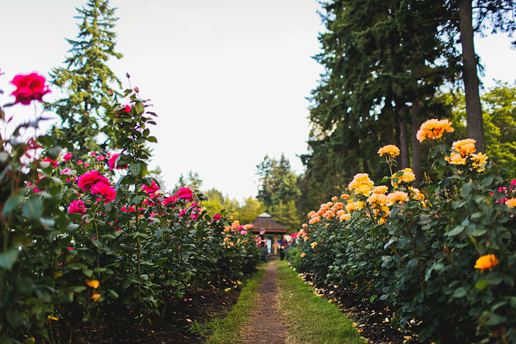 Are you visiting Portland in the summer? Portland Oregon is commonly called the City of Roses or Rose City. Check out this article to see the best places to find the roses • Best rose gardens in Portland • Best season and time to visit • Photo of Pittock Mansion // Local Adventurer #pdx #portland #pnw #oregon #roses