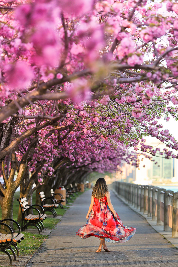 Roosevelt Island Cherry Blossom Festival - One of the best places to see cherry blossoms in New York // Local Adventurer #nyc #newyork