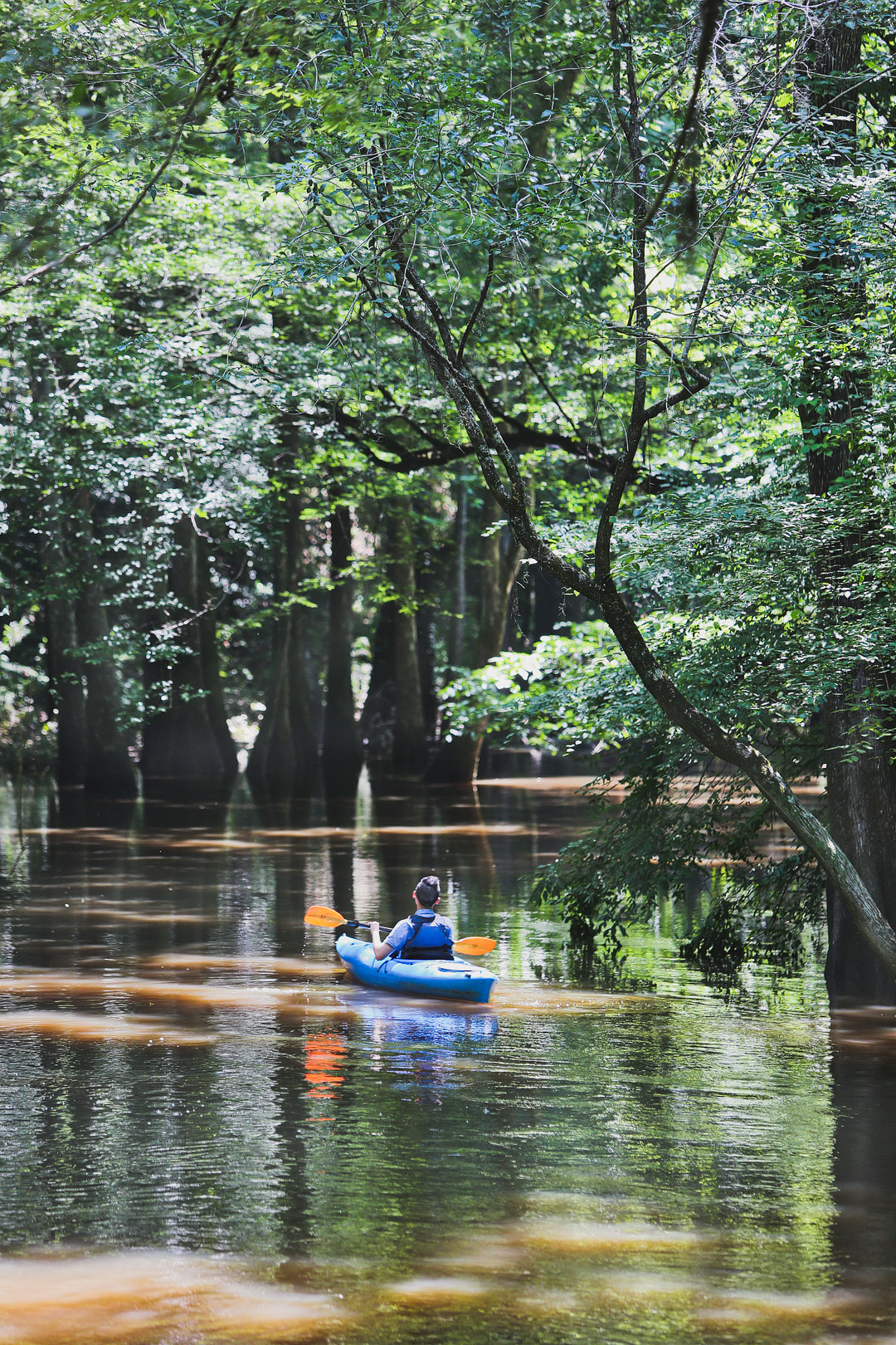 7 Unique Things to Do in Congaree National Park in Columbia South Carolina