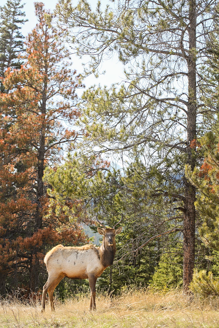 Elk - Wildlife in Jasper + If you're headed to Alberta, Canada, you need to visit Jasper National Park. Click on this article to find out the best things to do in Jasper, where you need to visit to photograph beautiful places, and hikes you should add to your bucket list. This is the way that the locals do Jasper National Park // Local Adventurer #jasper #alberta #canada