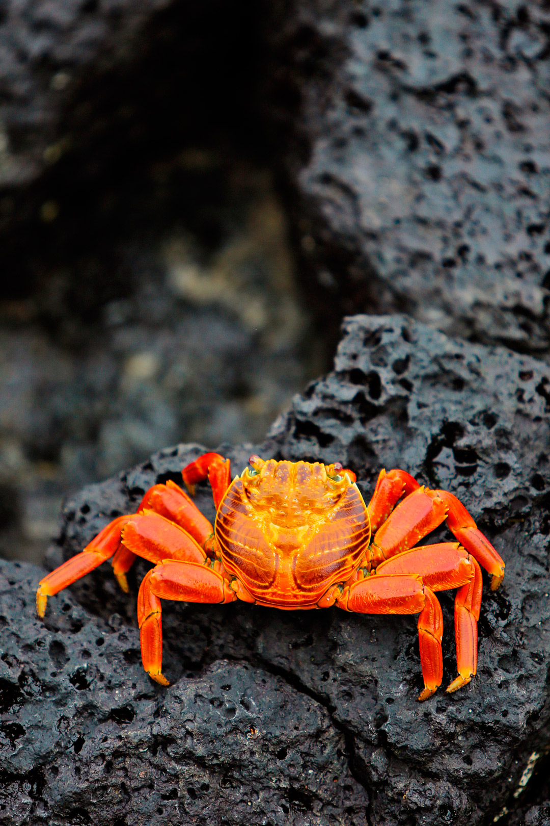 Sally Lightfoot Crab in Puerto Ayora, Santa Cruz Island, Ecuador - Are you visiting the Galapagos Islands? Save this pin and click through to see more details on the 13 best things to do in Galapagos Islands. This post includes the top Galapagos Islands activities, what to see, best places to see wildlife, and essential tips for your visit, and more // Local Adventurer #galapagosislands #galapagos #ecuador #southamerica