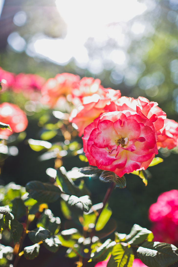 Are you visiting Portland in the summer? Portland Oregon is commonly called the City of Roses or Rose City. Check out this article to see the best places to find the roses • Best rose gardens in Portland • Best season and time to visit • Photo of Pittock Mansion Rose Garden // Local Adventurer #pdx #portland #pnw #oregon #roses