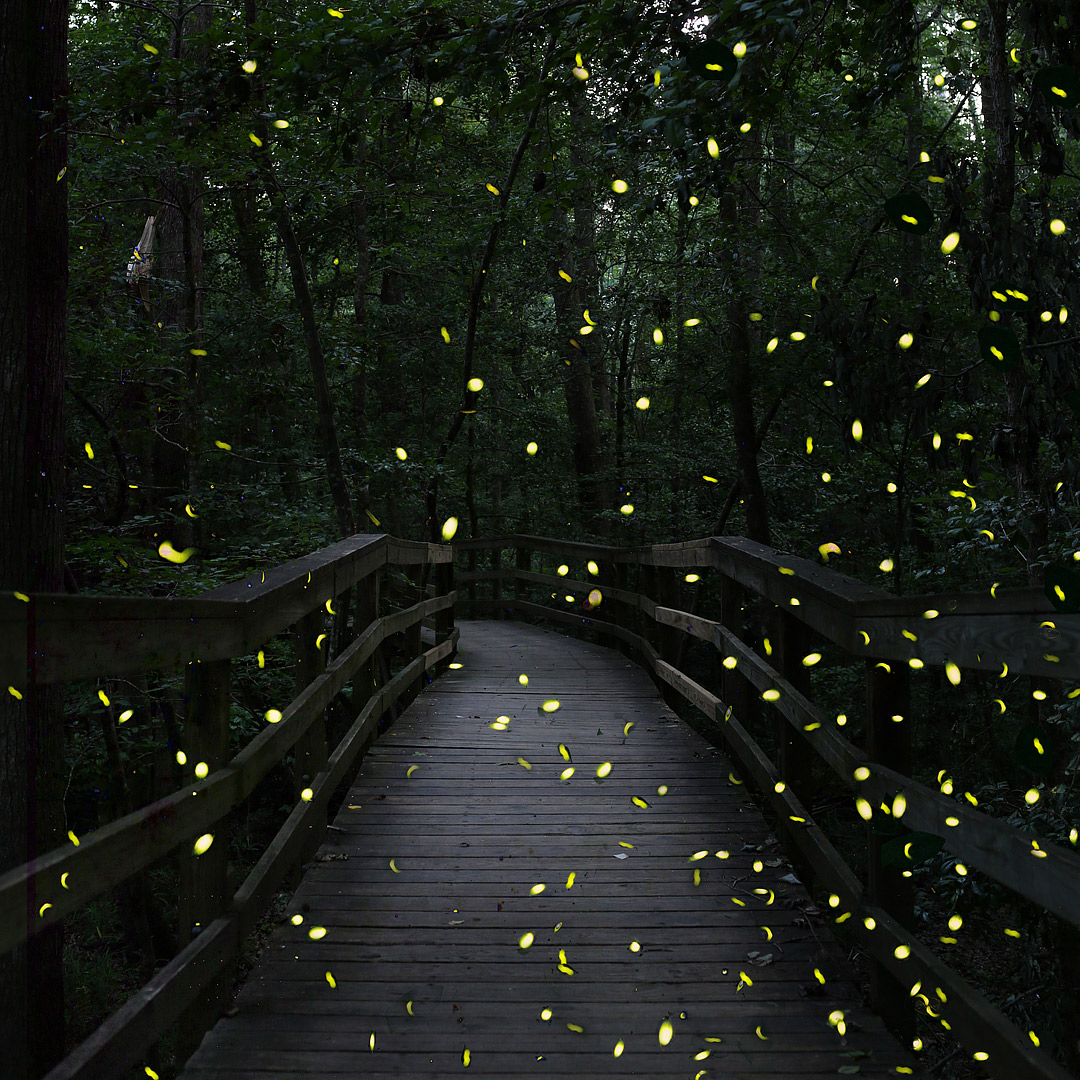 Planning to visit Congaree National Park for the synchronous fireflies? Check out this pin and save it to see the ultimate guide to the national park. Check out our list of the best things to do in Congaree National Park, which ranger program you should sign up for, how to pack for the trip, and where you should stay. // Local Adventurer #localadventurer #discoverSC #southcarolina #visittheusa #realcolumbiasc