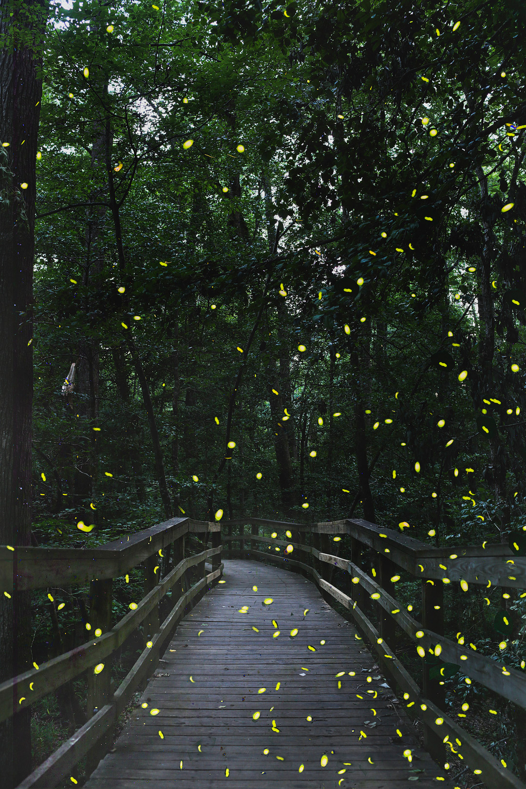 Are you planning to visit Congaree National Park to observe glowworms?  Check out and save this pin for the best guides to national parks.  Check out our list of the best things to do in Congaree National Park, what ranger program you should sign up for, how to prepare for your trip, where to stay, and more.  //Local Adventurer #localadventurer #discoverSC #southcarolina #visittheusa #realcolumbiasc