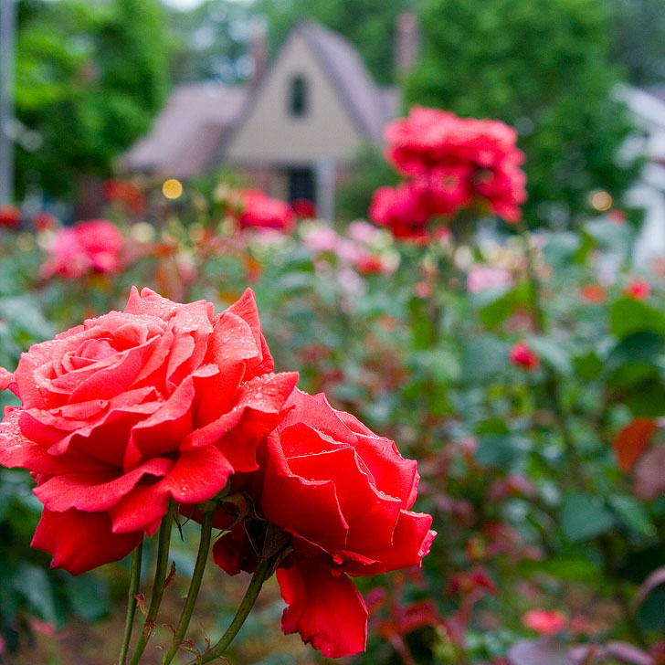 Ladd's Addition is a Portland Neighborhood that has Four Rose Gardens in Each Corner • Best of Portland Rose Garden Parks • Best Season and Time to Visit • Includes International Rose Test Garden, Peninsula Park, and More // Local Adventurer #pdx #portland #pnw #oregon #roses