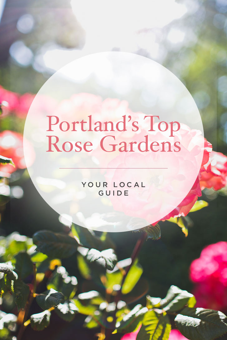 Are you visiting Portland in the summer? Portland Oregon is commonly called the City of Roses or Rose City. Check out this article to see where to find the roses • Best of Portland rose garden parks • Best Season and Time to Visit • Includes International Rose Test Garden, Peninsula Park, and More // Local Adventurer #pdx #portland #pnw #oregon #roses