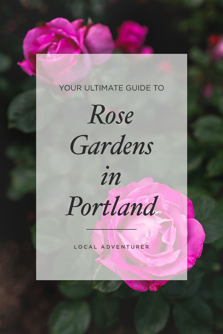 Are you visiting Portland in the summer? Portland Oregon is commonly called the City of Roses or Rose City. Take a look at this article to see the best places to find Roses in Portland • Best Rose Gardens in Portland Oregon • Best Season and Time to Visit • Includes International Rose Test Garden, Peninsula Park, and More // Local Adventurer #pdx #portland #pnw #oregon #roses