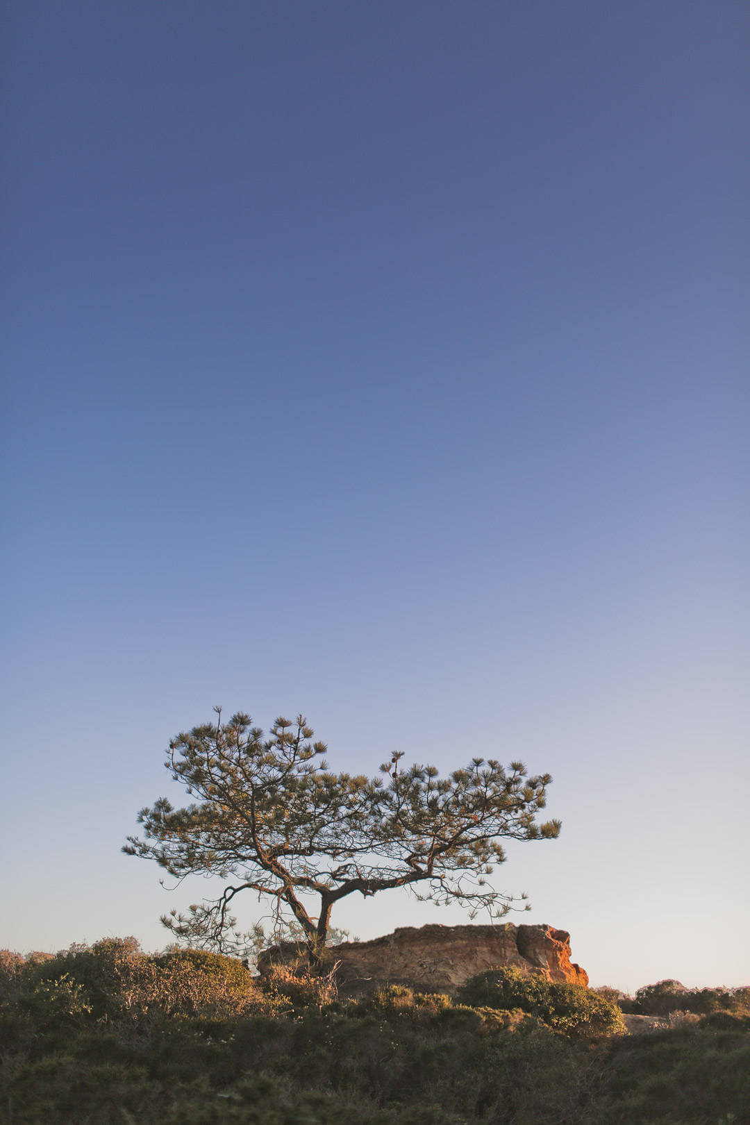 Your Essential Guide to the Torrey Pines Hiking Trail - Torrey Pines State Reserve Hikes - Best Hikes in Southern California // Local Adventurer #sandiego #visitcalifornia #california #ca #torreypines