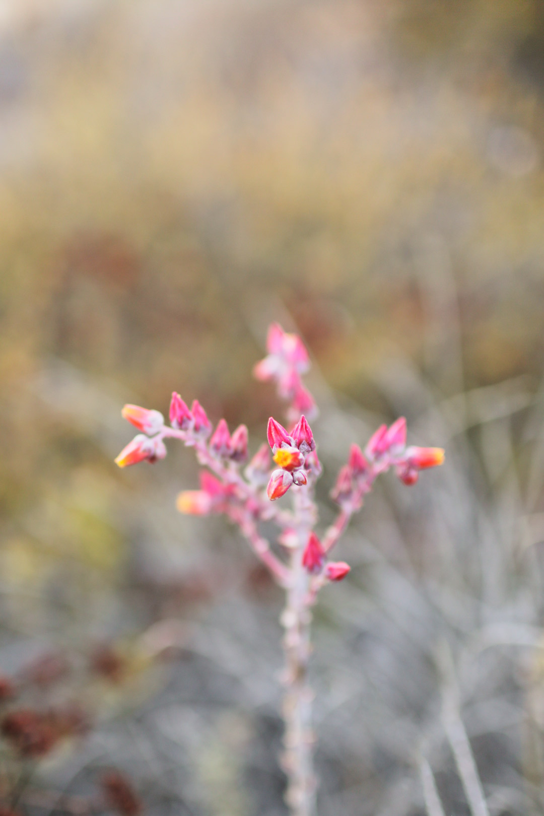 Your Essential Guide to the Torrey Pines Hiking Trail - Torrey Pines State Reserve Hikes - Easy Hikes in San Diego // Local Adventurer #sandiego #visitcalifornia #california #ca #torreypines