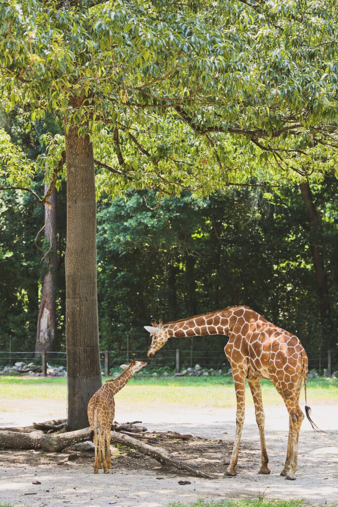 15 Fun Things To Do In Columbia SC That You Can t Miss