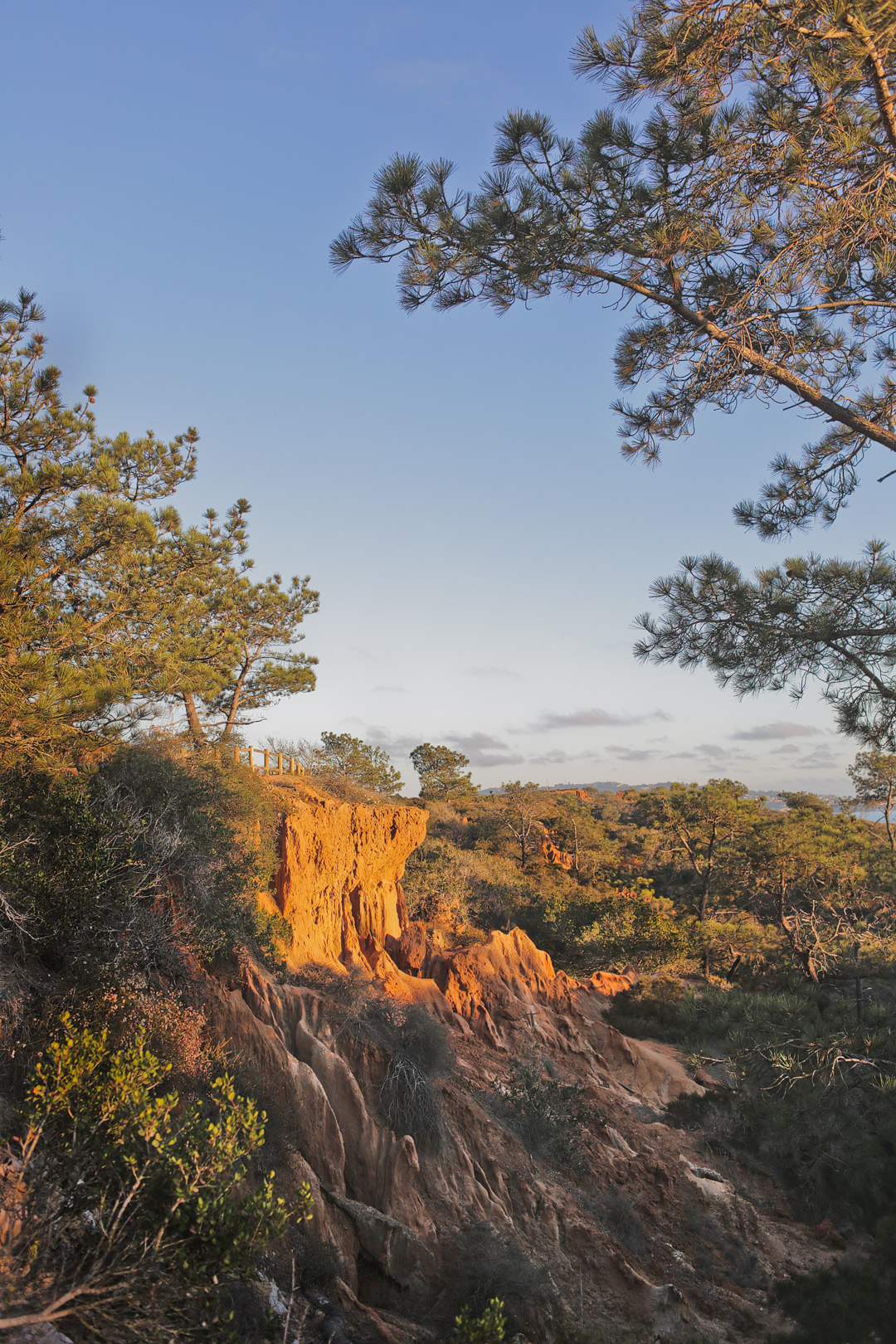 Your Essential Guide to the Torrey Pines Hike - Torrey Pines State Reserve Hiking Trails - Hiking in San Diego // Local Adventurer #sandiego #visitcalifornia #california #ca #torreypines