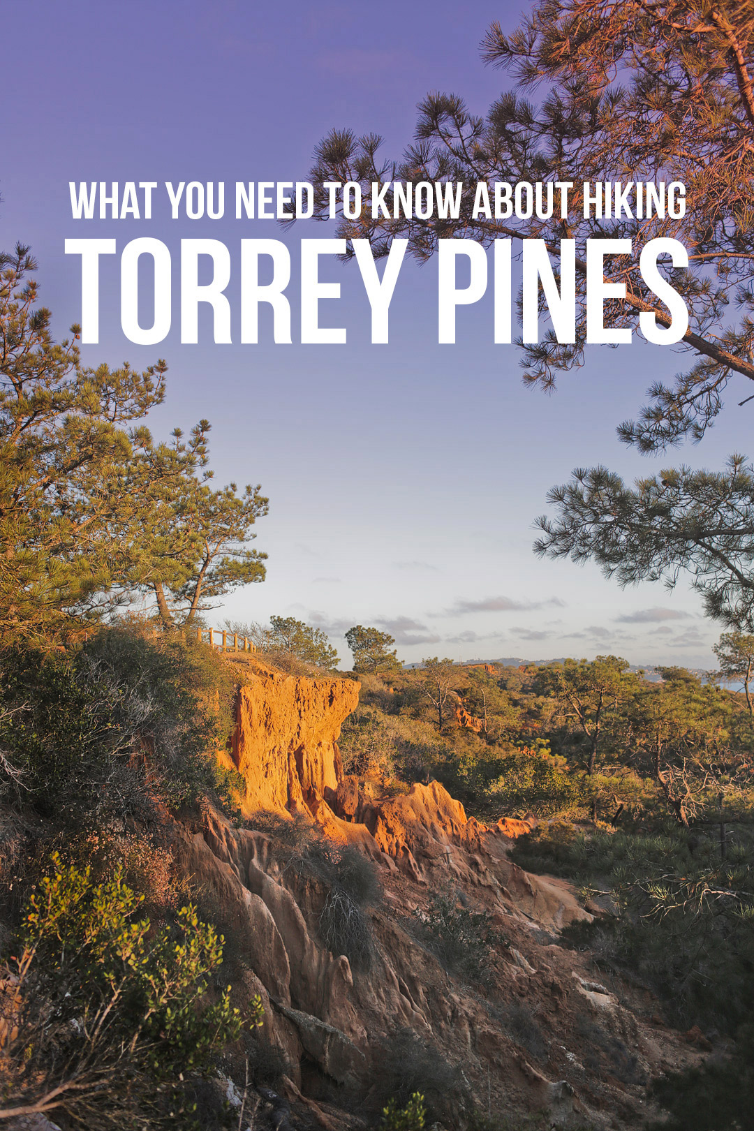 Your Essential Guide to the Torrey Pines Trails in San Diego, Torrey Pines Natural State Reserve - Best Hikes in San Diego // Local Adventurer #sandiego #hiking #california #torreypines