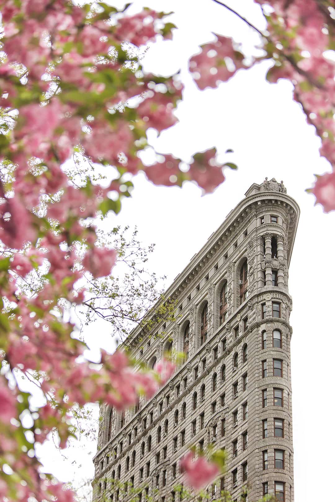 Next to the Flatiron Building is Madison Square Park, which has a few cherry blossom trees that can perfectly frame this iconic building // Local Adventurer #nyc #newyork