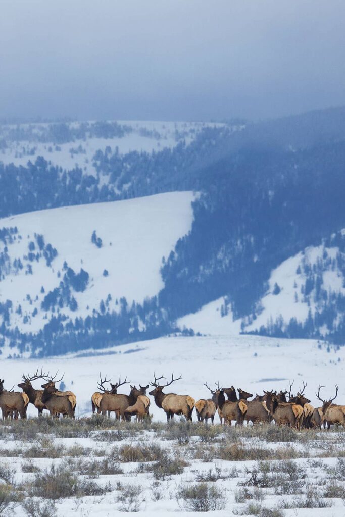 Jackson Hole Elk Refuge