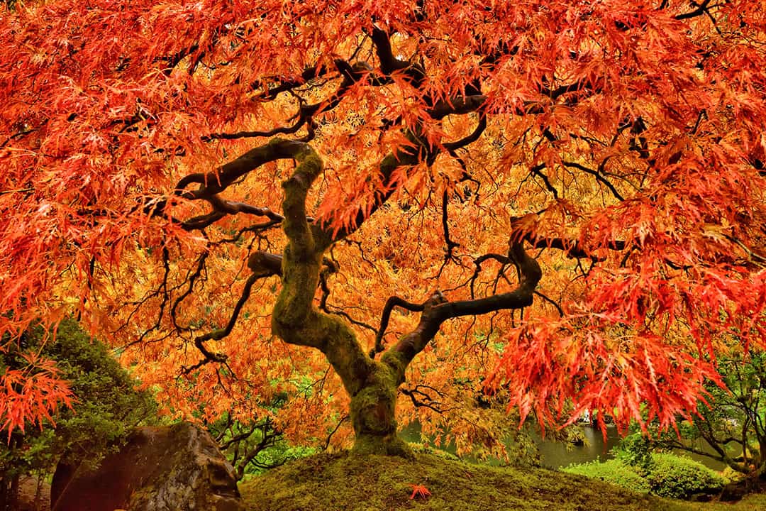 portland japanese garden fall