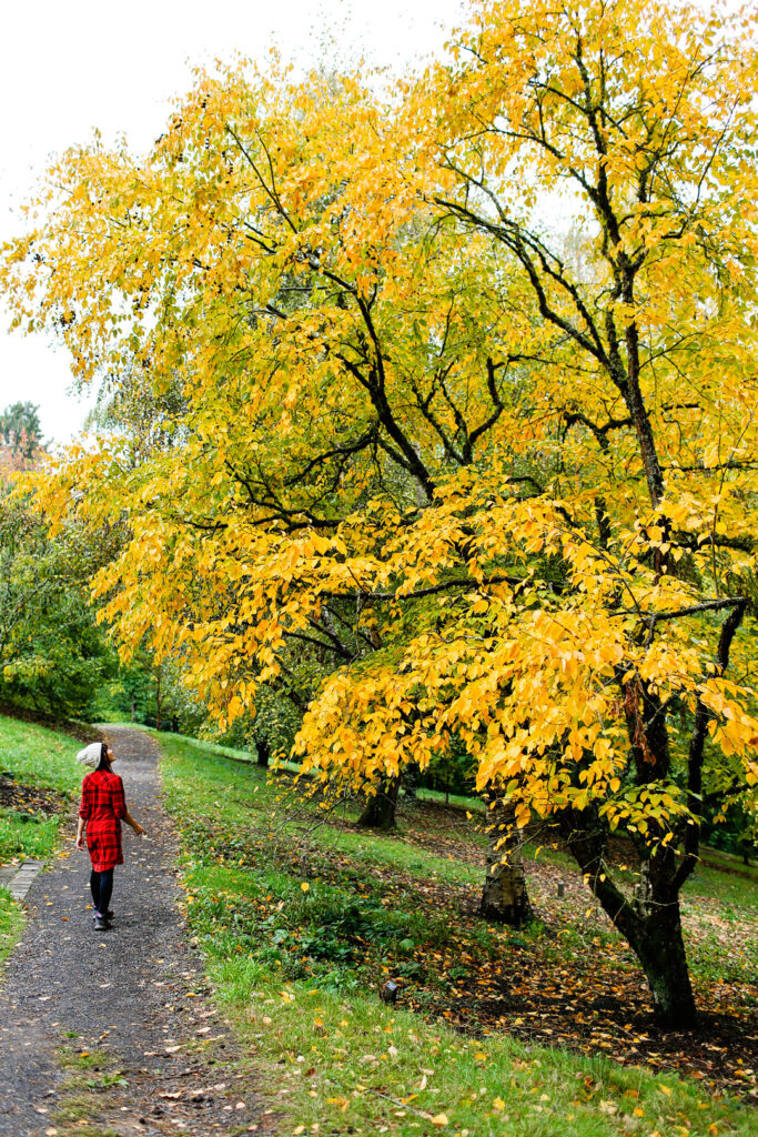 Portland Oregon Fall Colors + 17 Places to See the Best Fall Foliage in USA // Local Adventurer #fallfoliage #fall #autumn #leaves #trees #usa #travel #pdx #portland #oregon