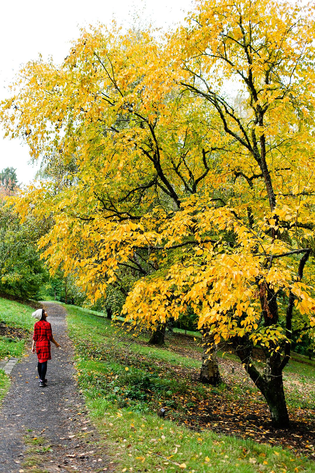 Portland Oregon Fall Colors + 17 Places to See the Best Fall Foliage in USA // Local Adventurer #fallfoliage #fall #autumn #leaves #trees #usa #travel #pdx #portland #oregon