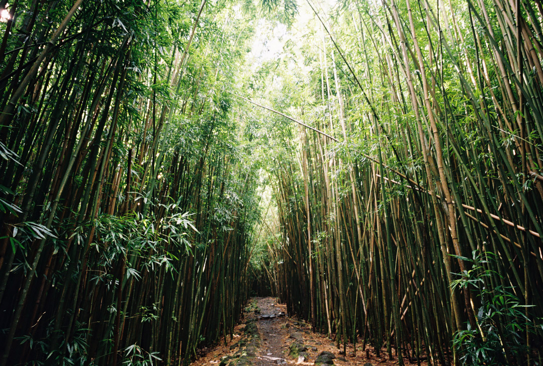 Road to Hana Bamboo Forest + A Self Guided Maui Road to Hana Tour // Local Adventurer #roadtohana #hana #hanahwy #hawaii #maui #roadtrip #usa #travel #island #bambooforest