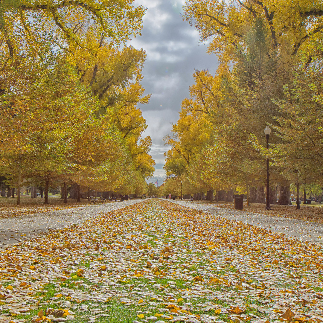 Salt Lake City Fall Colors + 17 Best Places for Fall Foliage in the US // Local Adventurer #fall #colors #foliage #autumn #usa #slc #saltlakecity #leaves #utah #visitutah