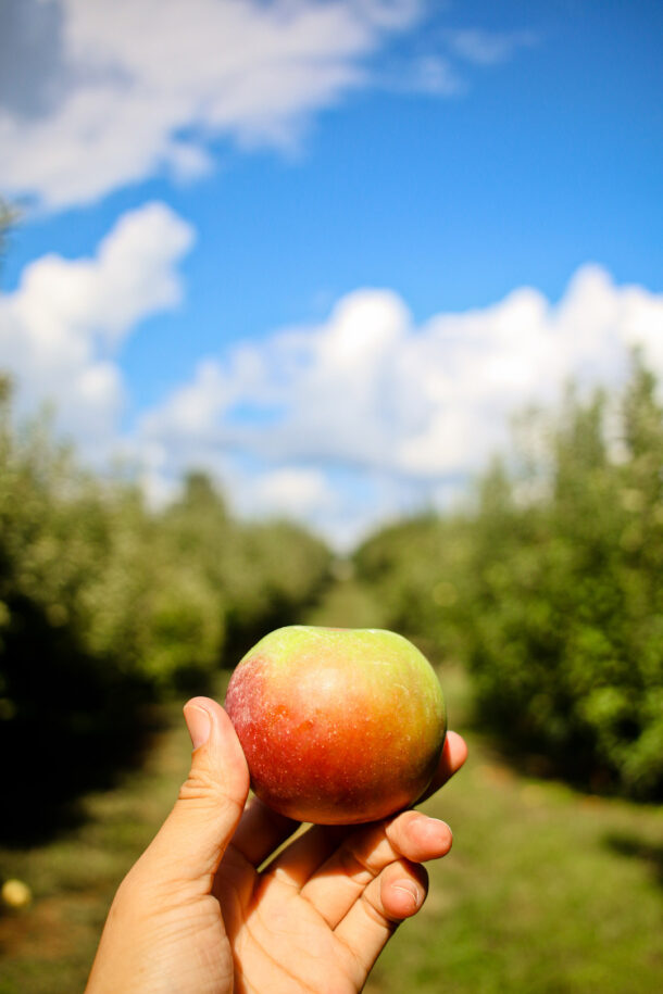 11 Fall Activities and Pumpkin Patches in