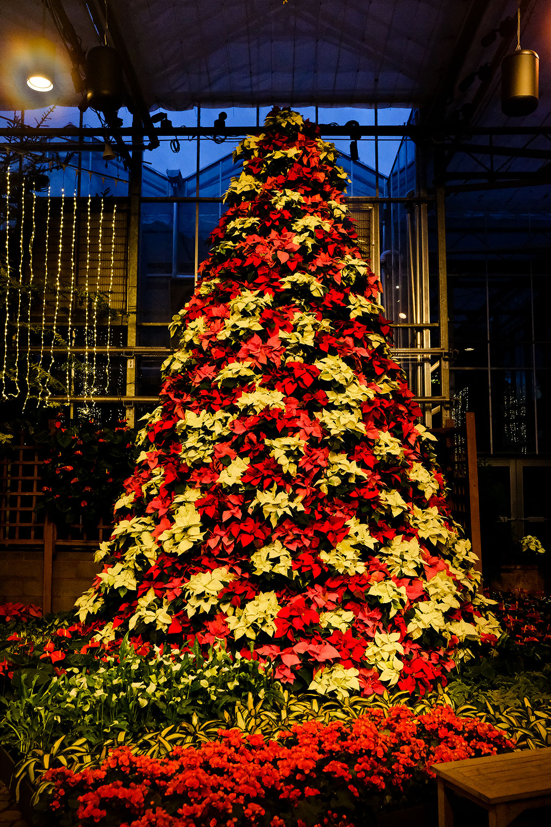 Atlanta Botanical Garden Christmas + 11 Best Things to Do During Christmas in Atlanta