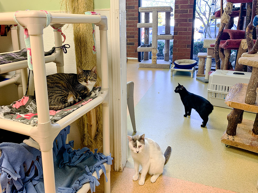 Furkids Cat Shelter