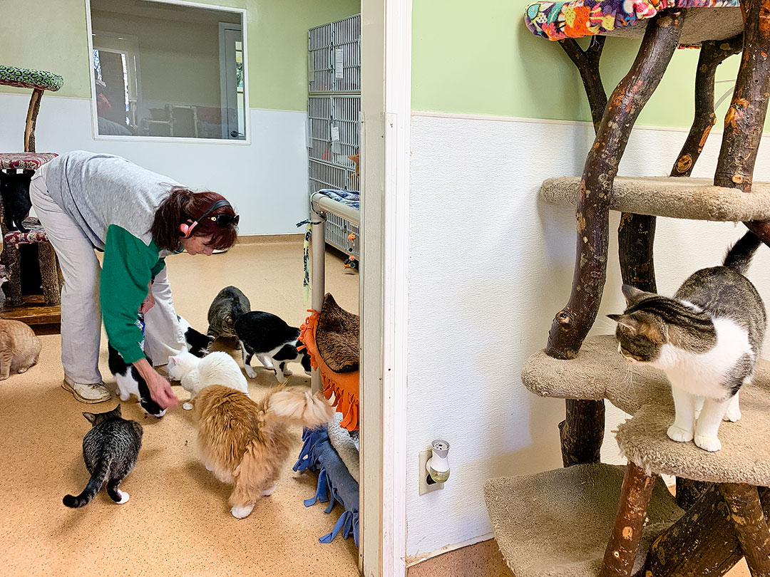 Furkids Atlanta Cat Shelter