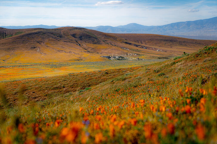 Antelope Valley California Poppy Reserve + 11 Best Places to See California Wildflowers in Southern California