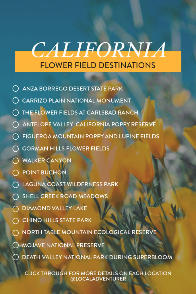 It's a great season for the Super Bloom! Here are 11 California Flower Fields You Must See This Spring // Local Adventurer #superbloom #california #flowerfields #spring