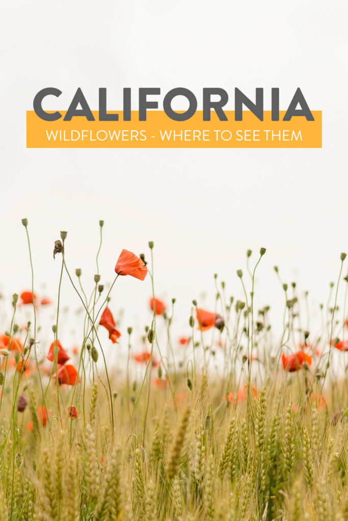 California Wildflowers - When and Where to See the Superbloom