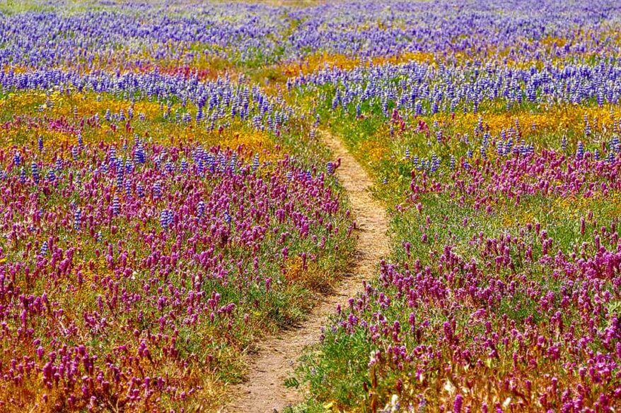11 Beautiful California Flower Fields You Must Visit This Spring