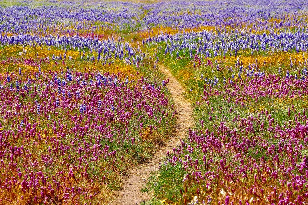 Shell Creek Road Meadows, Southern California + Best Places to Find California Wildflowers