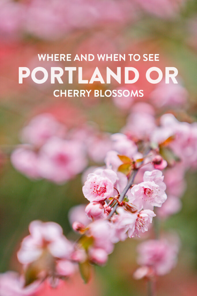Where and When to See Portland Cherry Blossoms // Local Adventurer #pdx #portland #oregon #cherryblossom