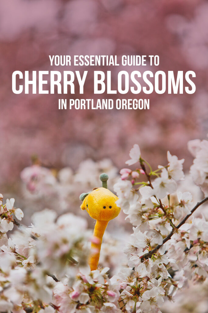 Your Essential Guide to Seeing Cherry Blossoms in Portland OR // Local Adventurer #cherryblossom #portland