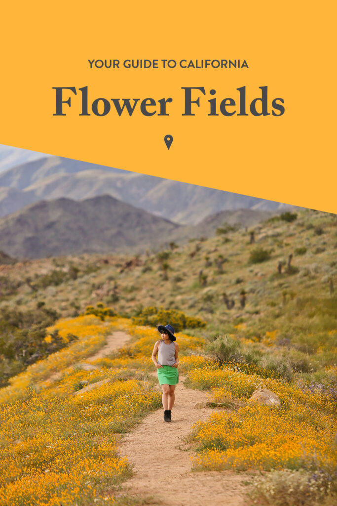 Flower Fields California