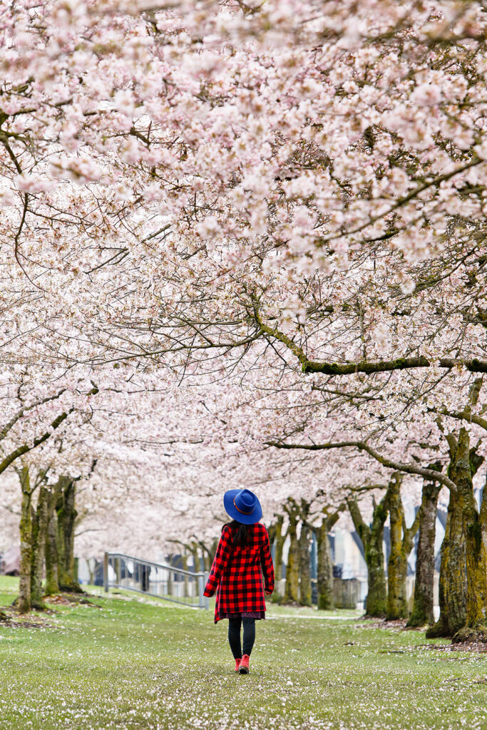 Japanese American Historical Plaza at Tom McCall Waterfront Park - Where and When to Find Portland Cherry Blossoms // Local Adventurer #pdx #oregon #cherryblossom
